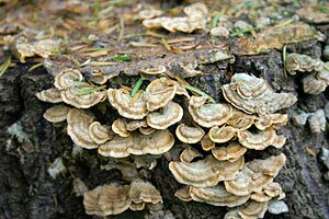 turket tail fungus