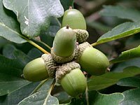 acorns