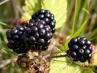 blackberries