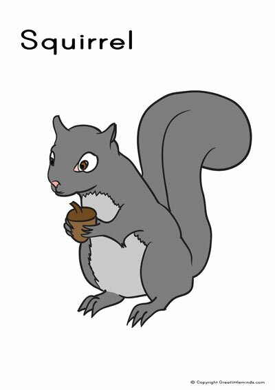 squirrel