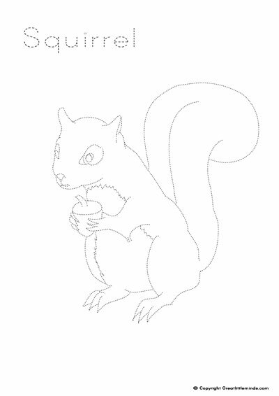 squirrel