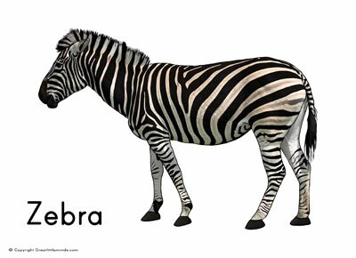 zebra