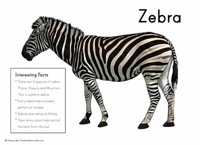 zebra