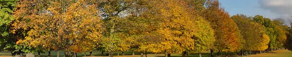 autumn leaves colours