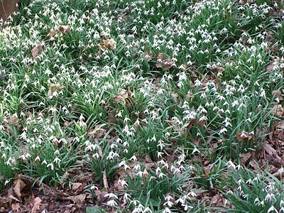 snowdrops